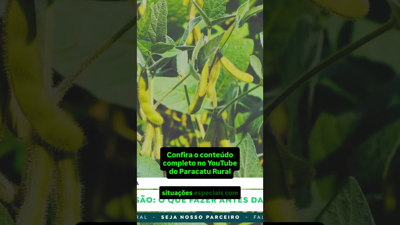 Mercado Agrícola: Enquanto Soja e Milho Enfrentam Pressão, Sorgo Abre Nova Janela.