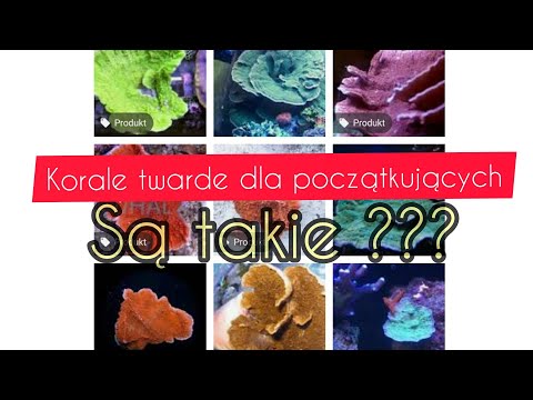 Korale twarde dla początkujących są takie ??odc.31 Akwarium Morskie #akwarium #morskie #akwarystyka