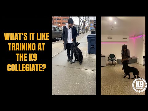 K9 Testimonial w/  IMROZ & SAHIBA