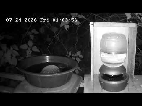 Live Webcam View - Bird water trough in Tecpán Guatemala, Chimaltenango