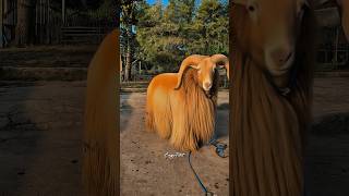 Download lagu domba apa ini 🤣 #dombagarut #domba #animals #dombahamil #goat #sheep #shorts #cungurfotret mp3 Download lagu domba apa ini 🤣 #dombagarut #domba #animals #dombahamil #goat #sheep #shorts #cungurfotret mp3