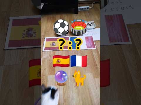 🇪🇸 Spain vs France 🇫🇷 who will win? Cat Oracle predicts match result. UEFA Euro 2024