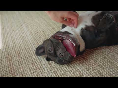 DogFood - CL2 - Gianella Juárez