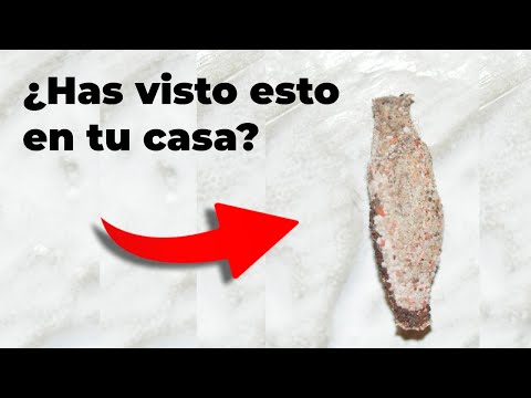 ¿Qué es ese bicho en la pared?/La polilla del estuche