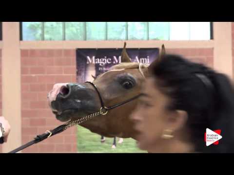 Milan 2016   Class 5