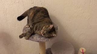 Приколы. Кошачья мята и коты. Пьяные коты и кошки чюдят.