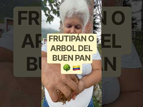 FRUTIPÁN O ARBOL DEL BUEN PAN  Artocarpus altilis - Seleni - Támesis Antioquia 🇨🇴 Colombia