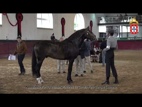 231021 9 O Delicado - Aprovação de Reprodutores