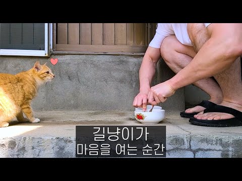 길냥이가 사람을 믿게 된 순간