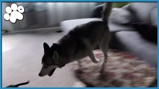 Husky gets the crazy zoomies