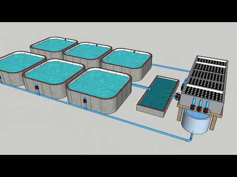 Tilapia RAS AQUAFARM Design
