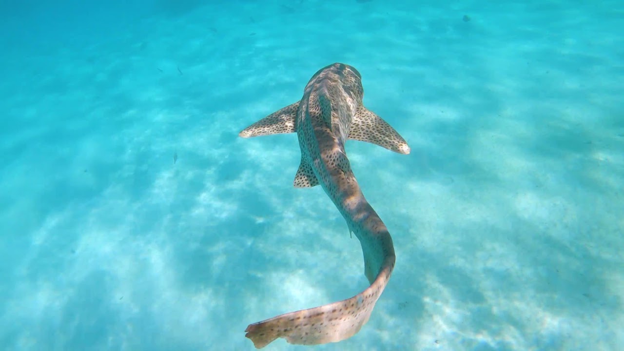 Leopard Shark