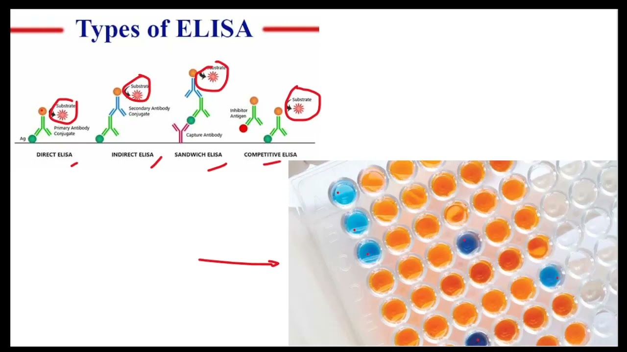 10 - Cultura de meristemas - Indexação