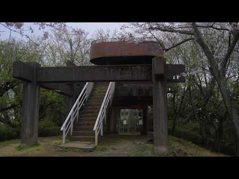 衣笠山公園【桜】 - m50004