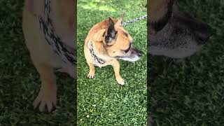 Video preview image #1 Chihuahua Puppy For Sale in Pasadena, CA, USA