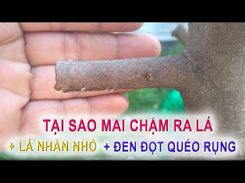 tại sao mai chậm ra rá - ra lá nhăn - đen đọt rụng lá - cách khắc phục (mùng 6 tháng 2 al)