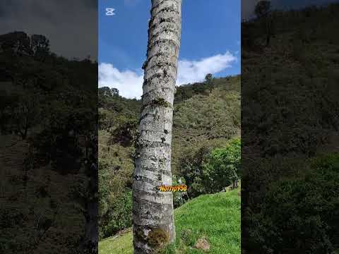 Viviendas alejadas de Caldono Cauca.