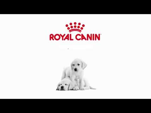 Thức ăn cho chó con Royal Canin Medium Puppy 