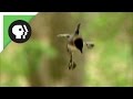Ducklings Jump From Nest 50 Feet In The Air