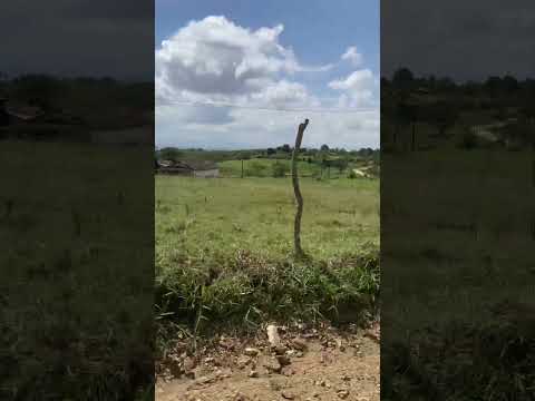 Macaparana pe