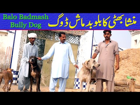 Big Bully Dog Balo Badmash  And Black Dog By Nafa TV HD