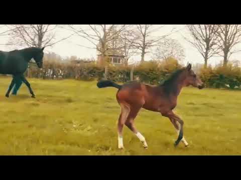 Elsing, Sezuan´s Donnerhall-Fürstenball-His Highness