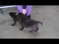 Labrador Retriever dogs for sale: Jax - Video 1