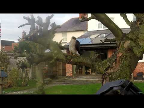 Sparrowhawk visit