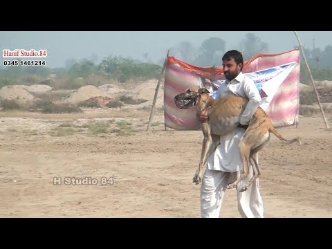 Dog track race Round 4 & Final Dulam toba take sing 19 Nov 2025