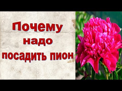 Магия пионов. Почему надо посадить пион?