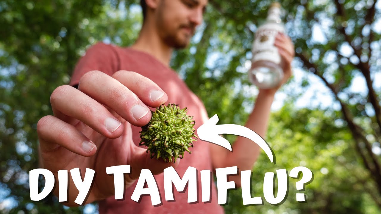 Can Sweetgum be used to make DIY Tamiflu?
