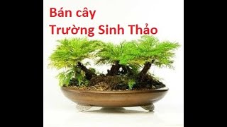preview picture of video 'Cung cấp cây Trường Sinh Thảo trồng bonsai, tiểu cảnh, sân vườn'