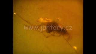 Křídový jantar B-80