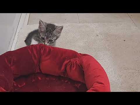 Rashi (Herman), Silver Niko and Ella's Two Boys - 4/25/23