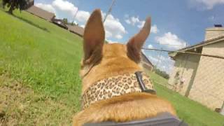 Zoomies while wearing a GoPro