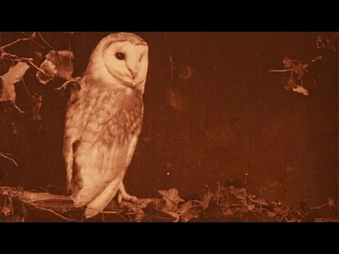 Wild Birds in their Haunts (1909): Amazing colour footage