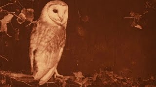 Wild Birds in their Haunts (1909): Amazing colour footage