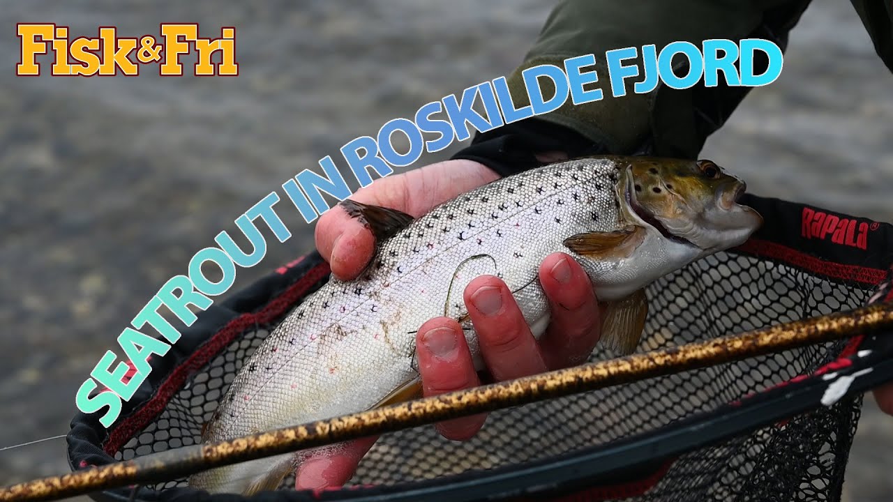 NY VIDEO: PÅ HAVØRREDFISKERI I ROSKILDE FJORD