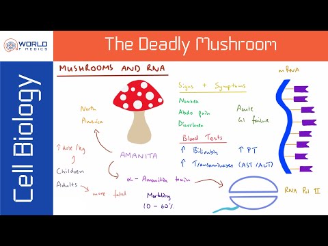 How Does a Mushroom Kill Humans? | Doctor Explains