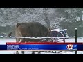Awesome Video Of Cow Pooping On WPRI 12 News