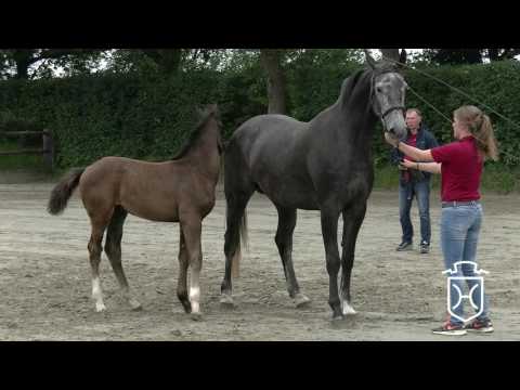 NF133 Hengstfohlen von Casall - Cartani - Cassini I