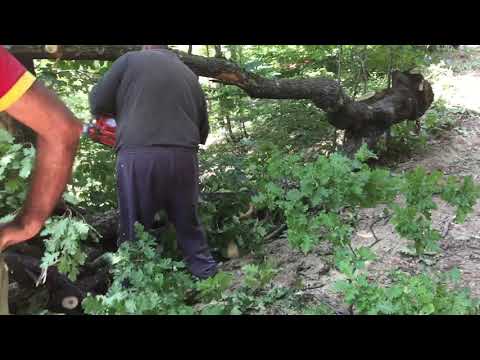 Zetor 4712 and Tajfun EGV45A. Collecting Firewood 2019