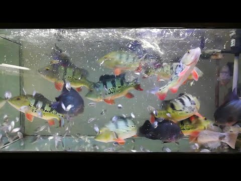 皇冠三間飼養