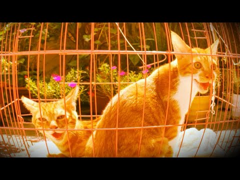 Kittens panting like puppy hang mouth open in the sun,Funny!