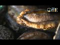 Live Explore An Abalone Farm On South Africa S SW Coast