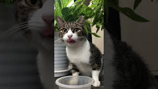 そしてご飯を食べる野良猫#shorts #ショート