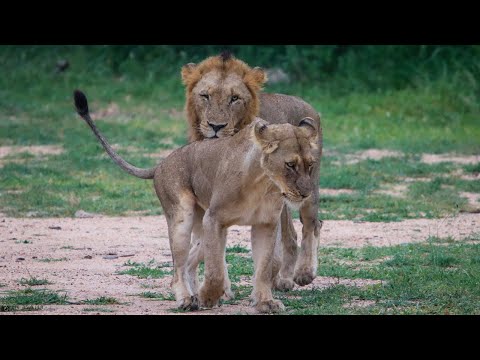 Tsalala Lion Finds Himself A Girlfriend Kruger Park | Big On Wild Wildlife videos