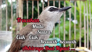 Download lagu Trucukan muda memanggil Jantan Suara Birahi Ngecuplik 100% pancingan trucukan gacor agar BUNYI EMOSI mp3