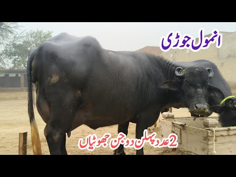 حاجی محمد شاہد407گ ب { 2عددپہلن دوجن جھوٹیاں 15جنوری} Pure Neli Ravi Buffalo for Sale on Eitfaaq Tv 
