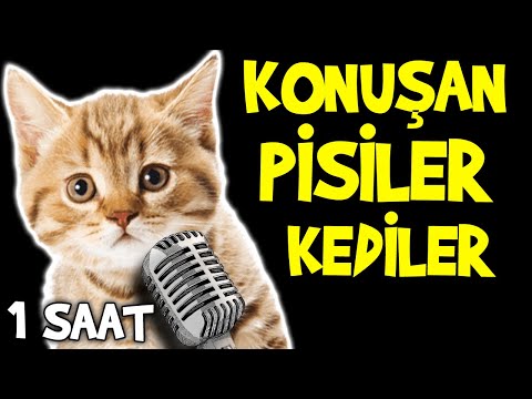 KONUŞAN PİSİLER KEDİLER EN KOMİK KEDİ VİDEOLARI